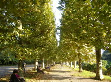 French garden with platanus